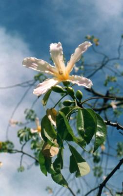Ceiba insignis (yuchán, palo borracho de flor blanca)
